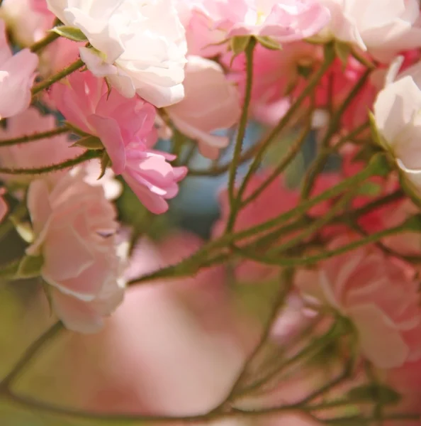 Zomer — Stockfoto