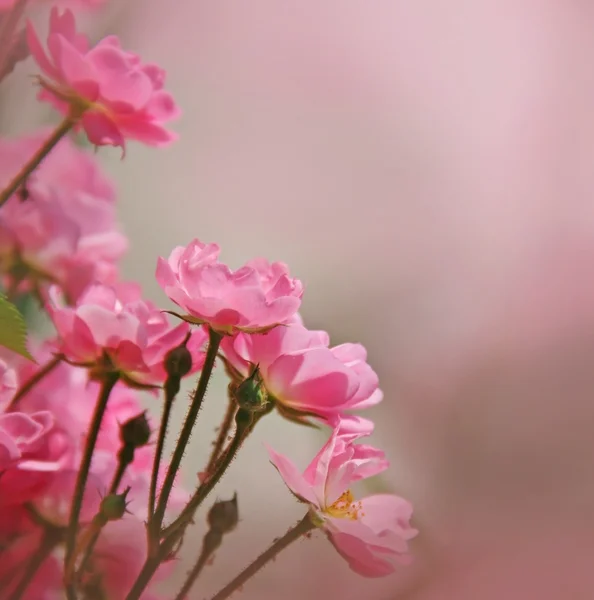 Sommer — Stockfoto