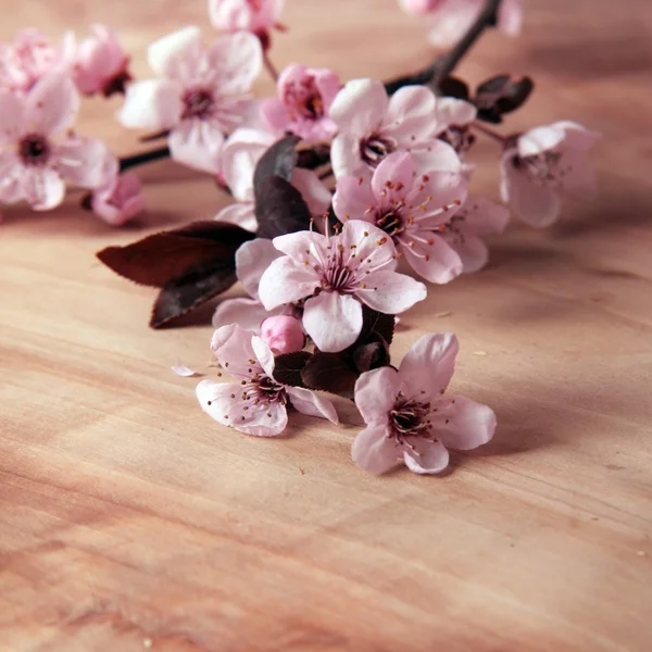 Kirschblüten — Stockfoto