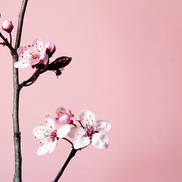 Körsbär blommor — Stockfoto