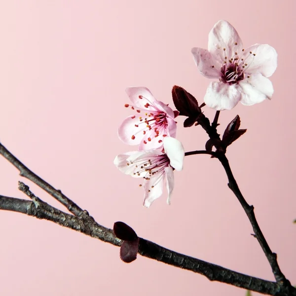 Cseresznye virágok — Stock Fotó