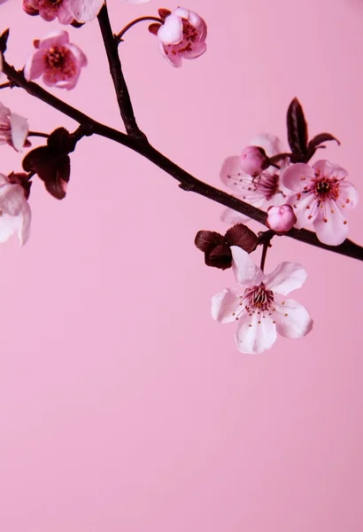 桜の花 — ストック写真