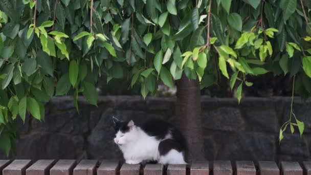 Homeless Black White Cat Sitting Sad Park Ornamental Tree Concept — Stock Video