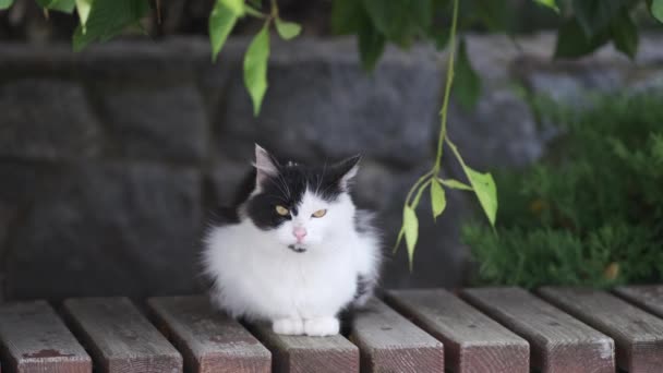 Gato Blanco Negro Sin Hogar Está Sentado Triste Parque Bajo — Vídeo de stock