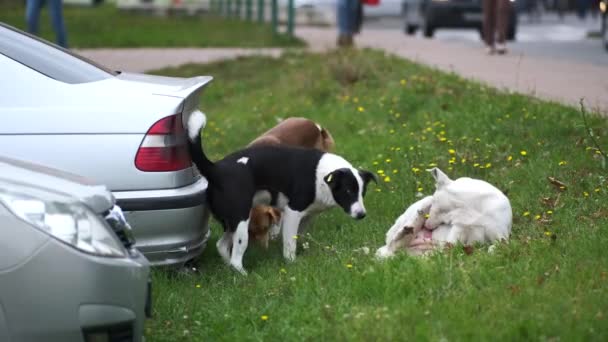 Tre Herrelösa Hundar Leker Biter Och Slåss Gräset Staden Nära — Stockvideo