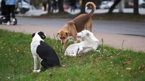 Tre herrelösa hundar leker, biter och slåss på gräset i staden nära trottoaren. Begreppet hemlösa djur. — Stockvideo