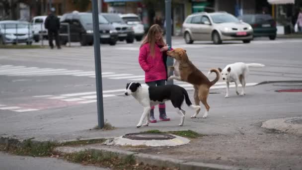Tre herrelösa hundar leker, biter och slåss med en passerande liten flicka i staden nära vägen.. Begreppet hemlösa djur. — Stockvideo