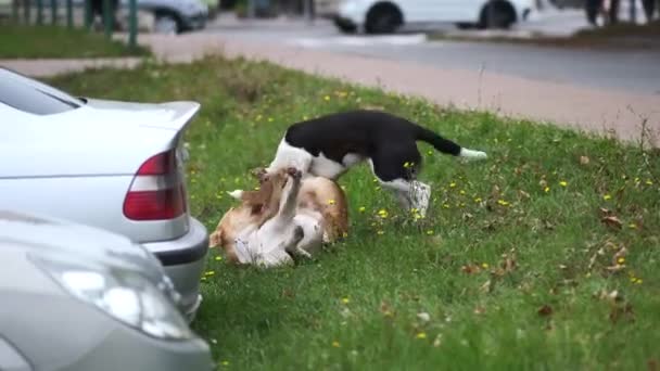 Tre herrelösa hundar leker, biter och slåss på gräset i staden nära trottoaren. Begreppet hemlösa djur. — Stockvideo