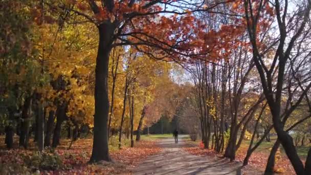 Piękny Jesienny Krajobraz Żółtymi Drzewami Słońcem Kolorowe Liście Parku Upadek — Wideo stockowe