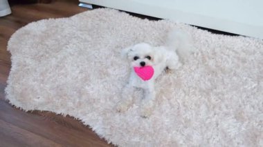 Küçük beyaz tüylü bir köpek, kapalı bir yerde pembe plastik bir oyuncakla oynuyor. Evcil hayvan kavramı. Maltaca