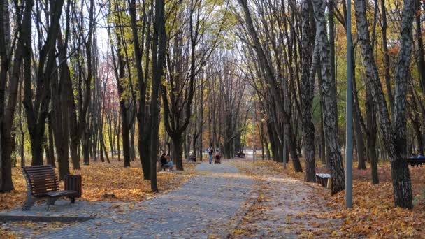 Piękny Jesienny Krajobraz Żółtymi Drzewami Parku Spadające Liście Mama Dziećmi — Wideo stockowe