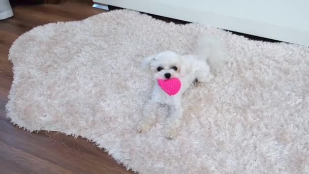 小さな白いふわふわの犬が ふわふわの敷物の上でピンクのゴム製のおもちゃで屋内で遊んでいます ペットの概念 マルタ — ストック動画