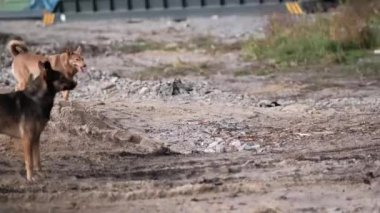 Sokak köpekleri kumların arasında eğlenerek koşup yiyecek arıyorlar. Evsiz hayvanlar konsepti.