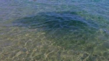 Kıyıya yakın denizde büyük bir balık sürüsü. Üst görünüm.