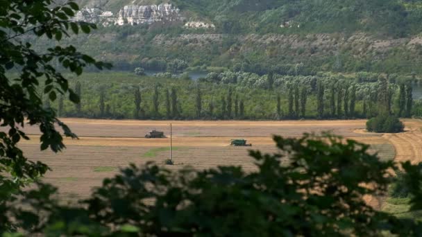 Due Mietitrebbie Raccolgono Grano Nel Campo Riprese Lontano — Video Stock