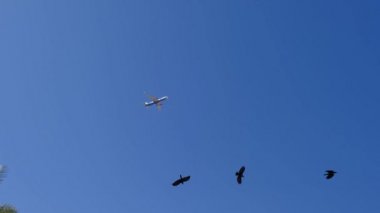 Mavi gökyüzünde beyaz bir uçak palmiye ağaçlarının üzerinde alçaktan uçuyor. Tropikal ülkelerde tatil kavramı.