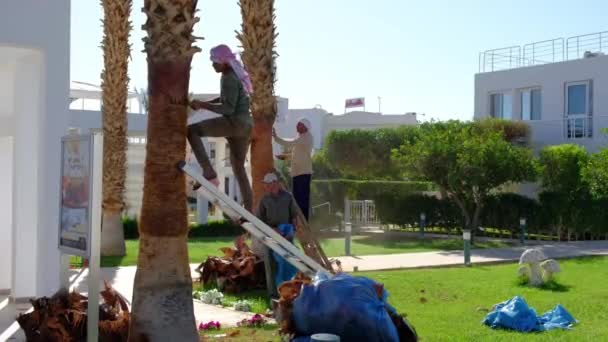 Αίγυπτος Sharm Sheikh Περίπου 2021 Άραβες Εργάτες Ξεφλουδίζουν Φοίνικες Από — Αρχείο Βίντεο