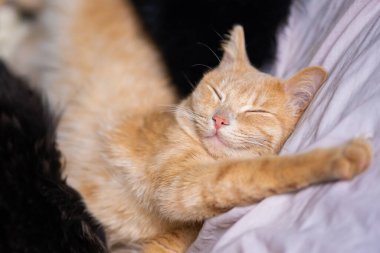 Kedi Ginger gözleri kapalı kanepede beyaz bir çarşafa uzanmış yatıyor..