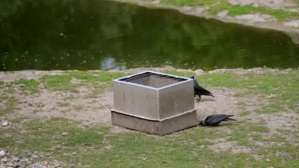 Birds Stealing Food Feeding Trough Zoo Magpie Climbs Bird Feeder — Αρχείο Βίντεο