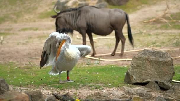 Pelican Brushes Its Feathers Its Beak Background Blue Gnu Pees — Video Stock