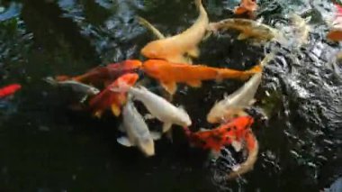 Koi fish. Colorful carp fish swimming in a freshwater pond in close-up. A group of different colorful big koi carp.