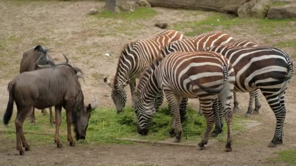 Zebras Blue Gnu Eat Grass Clippings Wildlife Animals — стоковое видео