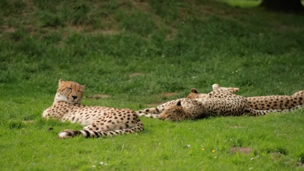 Family Cheetahs Lies Rests Clearing Green Grass Wild Animals Nature — Stock video