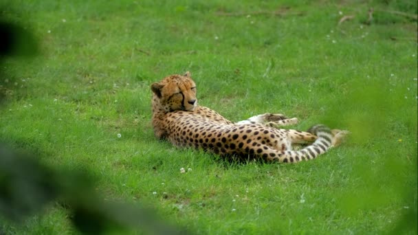 Spotted Cheetah Lies Rests Green Grass Forest Wild Animals Nature — Αρχείο Βίντεο