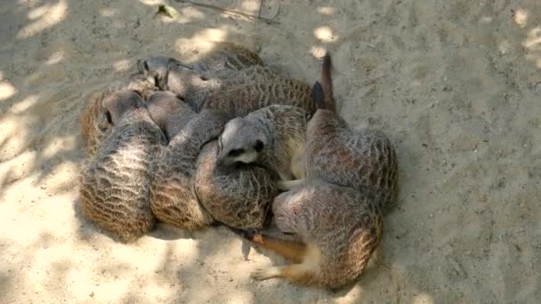 Large Family Meerkats Sleep Sand Shade Huddled Together — 비디오