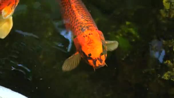 Koi Fish Colorful Carp Fish Swimming Freshwater Pond Close Group — Stockvideo