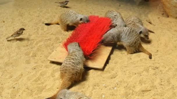 Lots Meerkats Have Fun Chewing Playing Red Brush Sand — Stockvideo