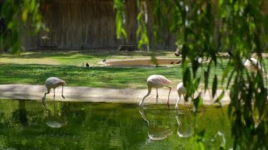 The pink flamingo, or common flamingo is a species of bird from the order Flamingo-like. Flamingos look for food in the lake by sticking their heads in the water.