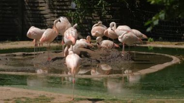 The pink flamingo, or common flamingo is a species of bird from the order Flamingo-like. A group of flamingos are standing, sleeping, having fun in the muddy blooming water at the zoo.