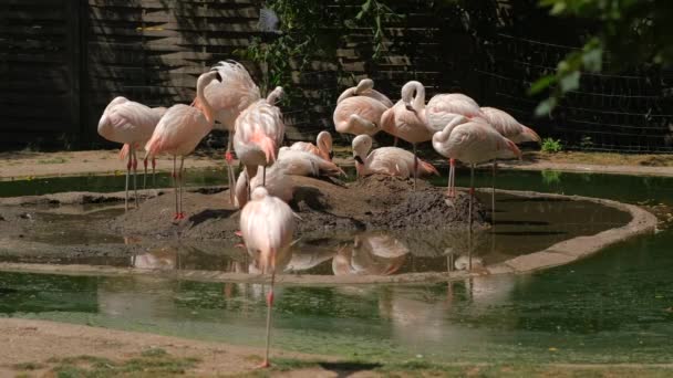 Pink Flamingo Common Flamingo Species Bird Order Flamingo Group Flamingos — стоковое видео