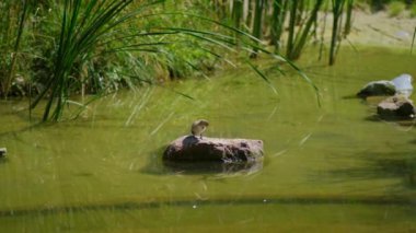 A little wild duckling brushing his feathers on a large rock in a pond on a sunny afternoon.