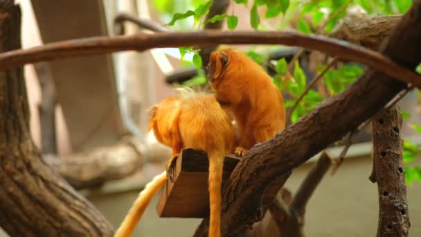 Golden Lion Tamarin One Monkey Scratches Back Another Tree — Stok video