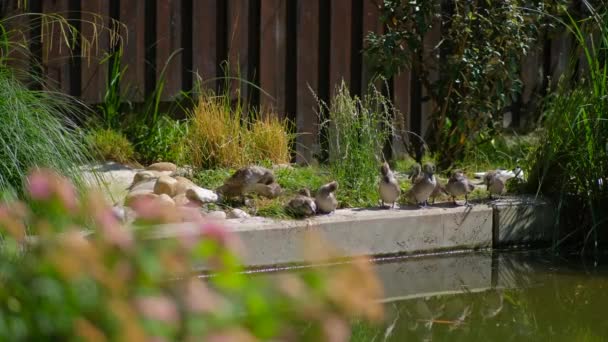 Wild Ducks Brush Feathers Concrete Slab Lake Summer Sunny Day — 비디오