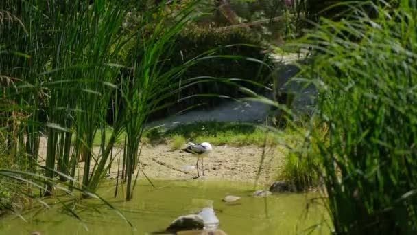 Avocet Bird Brushes Its Feathers Its Beak Lake Shore Sunny — Stock Video