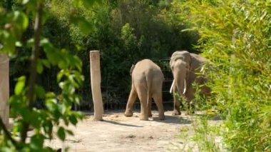 A big elephant flirting with an elephant girl hugging her trunks. The love, relationship and communication between elephants.