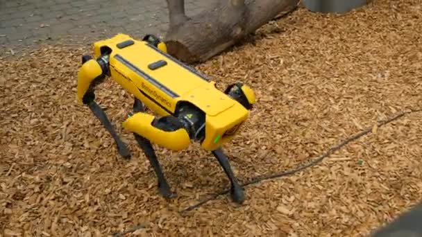 Munster Circa 2022 动物园 波士顿动力和可裁剪概念机器人土地测量员的狗一样的机器人 一个灵活的黄色移动机器人 动物园的表演示范 — 图库视频影像