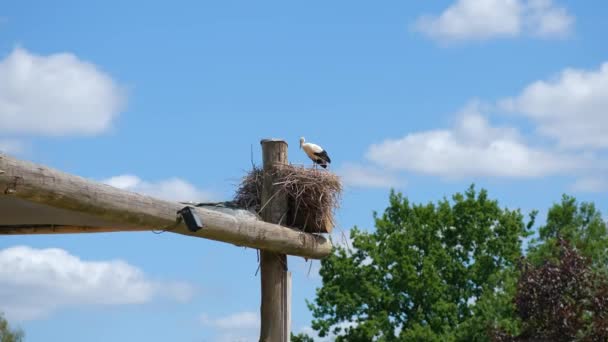 Eine Storchenfamilie Einem Nest Einem Baum Vor Regnerischem Himmel Wilde — Stockvideo