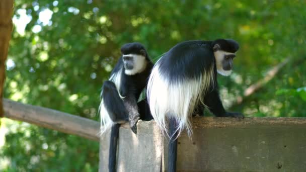 Чорно Білий Колоб Або Колобус Colobus Guereza Мавпа Родом Африки — стокове відео