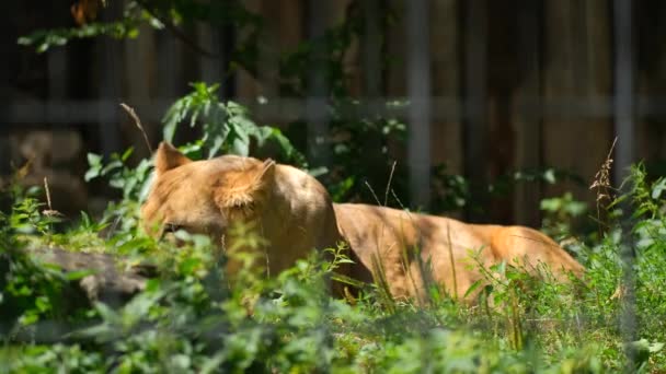 Mladý Lev Leží Mezi Zelení Kleci Zoologické Zahradě Divoká Zvířata — Stock video