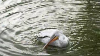 Beyaz pelikan gölette yüzüyor, kanatlarını çırpıyor ve başını kaşıyarak boynunu eğiyor..