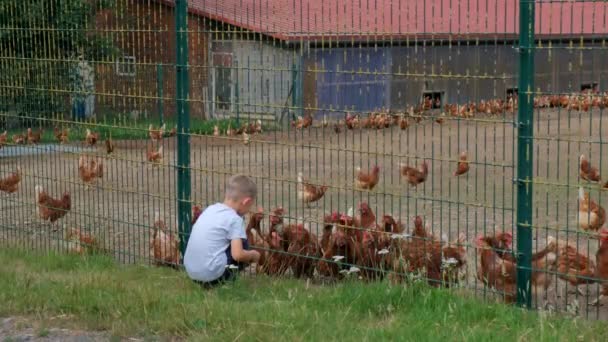 Petit Garçon Nourrit Nombreux Poulets Dans Une Ferme Derrière Une — Video