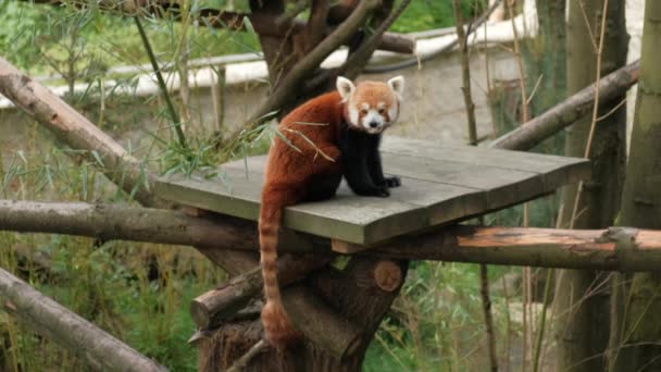 Küçük Kırmızı Panda Bir Ağaçta Oturur Uykuya Dalar Vahşi Hayvanlar — Stok video