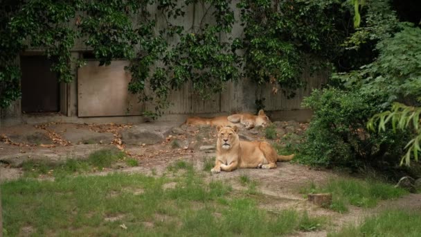 Leu Tânăr Zace Pământ Păzind Leoaică Adormită Grădina Zoologică — Videoclip de stoc