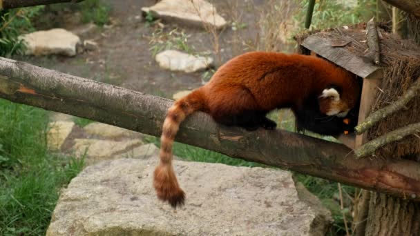Czerwona Panda Siedzi Drzewie Zasypia Dzikie Zwierzęta Przyroda — Wideo stockowe