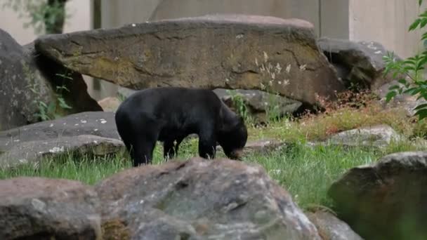 Μια Μαλαισιανή Αρκούδα Περπατά Κούτσουρα Στο Ζωολογικό Κήπο — Αρχείο Βίντεο
