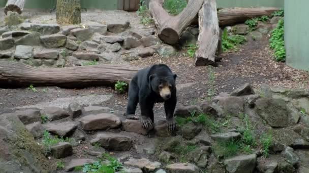 Malezyjski Niedźwiedź Słoneczny Spaceruje Kłodach Zoo — Wideo stockowe